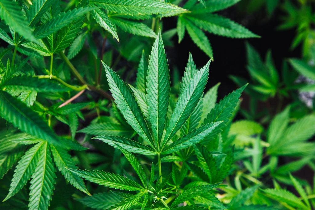Marijuana Leaf