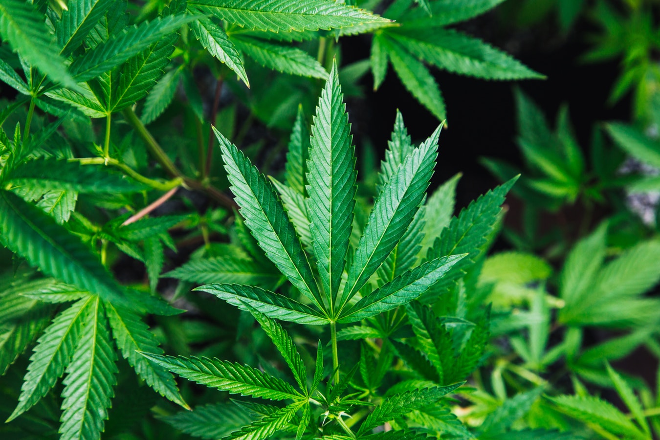 Marijuana Leaf