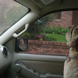 Dog in a Vehicle