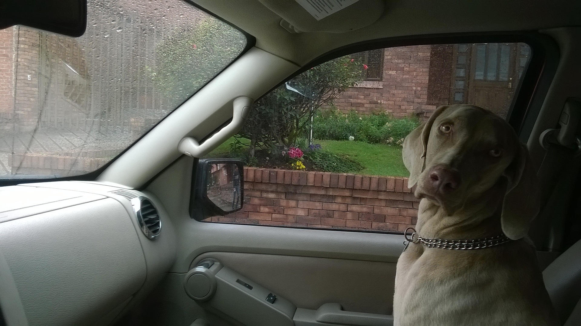 Dog in a Vehicle