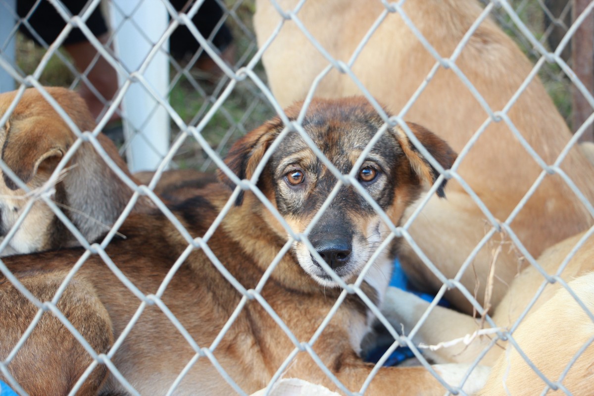 Dog in Fenced in Cage