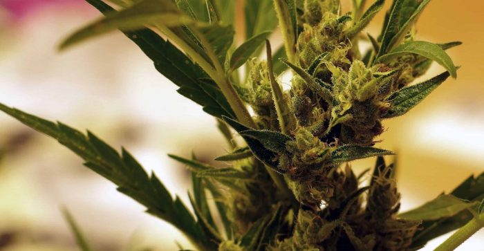 Alabama Marijuana Decriminalization Bill Dies In House Committee