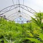 AL Medical Marijuana Substitute Bill Passes House Committee