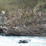 Alabama Bill To Prohibit Cities From Banning Plastic Bags Fails Procedural Vote