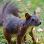 Meth Attack Squirrel Makes Us Laugh, Treatment Funding Makes Us Cry