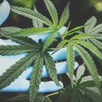 The Medical Marijuana Bill Looks More Like a Trojan Horse