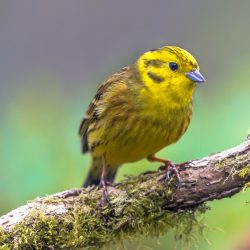 Yellowhammer (Emberiza citrinella) on branch. this bird is partially migratory, with much of the population wintering further south.