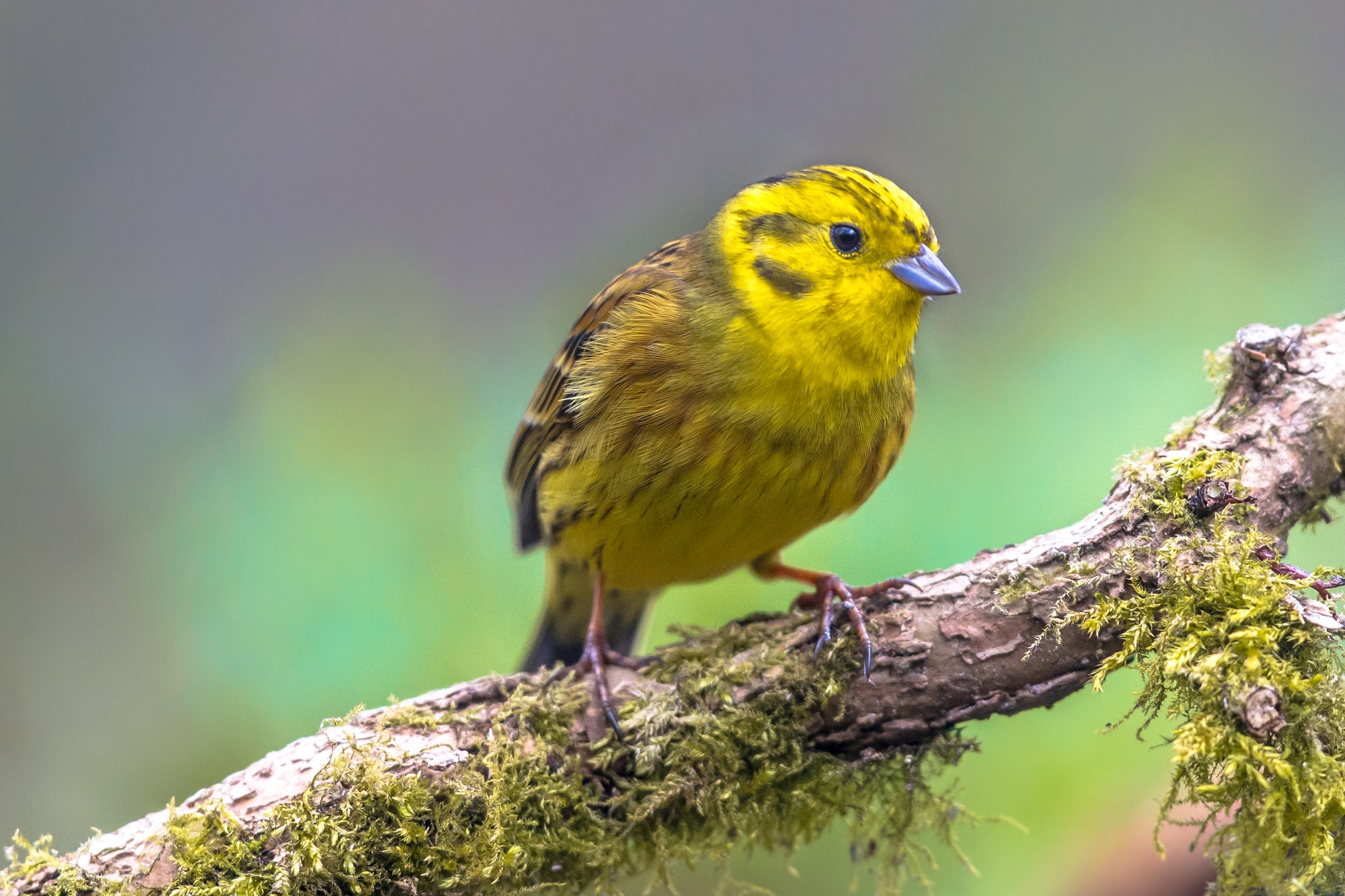 Yellowhammer on branch