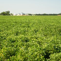 Green Beans grow tall in America's bread basket the midwest