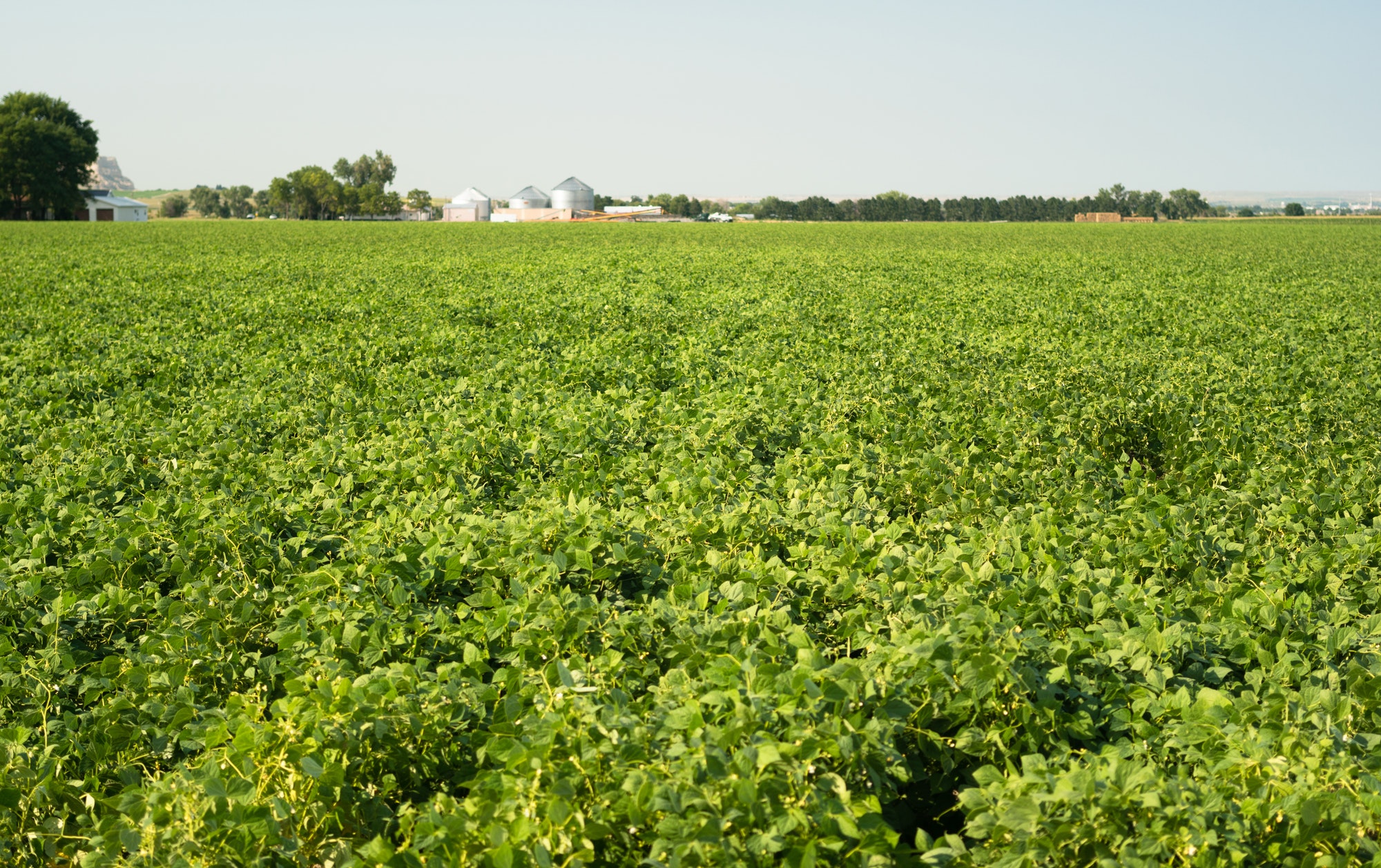 Field of Beans Farm Agriculture Farmer Field Growth