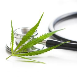 Marijuana cannabis leaves and stethoscope isolated on white background.