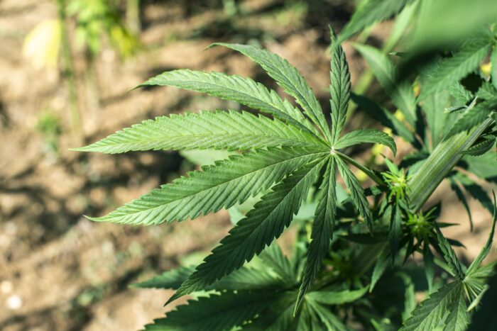 Roy Moore: Federal Government Has No Business Regulating Marijuana